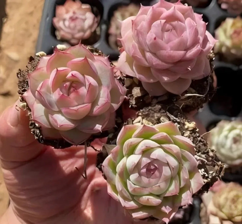 Close-up of three echeveria rosettes in black pots, pink and light green