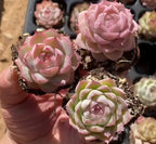Echeveria rosettes in black pots, pink and green tones held by hand