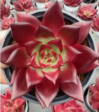 Echeveria Robin succulent in a small pot, red star-like rosette with pale yellow-green center