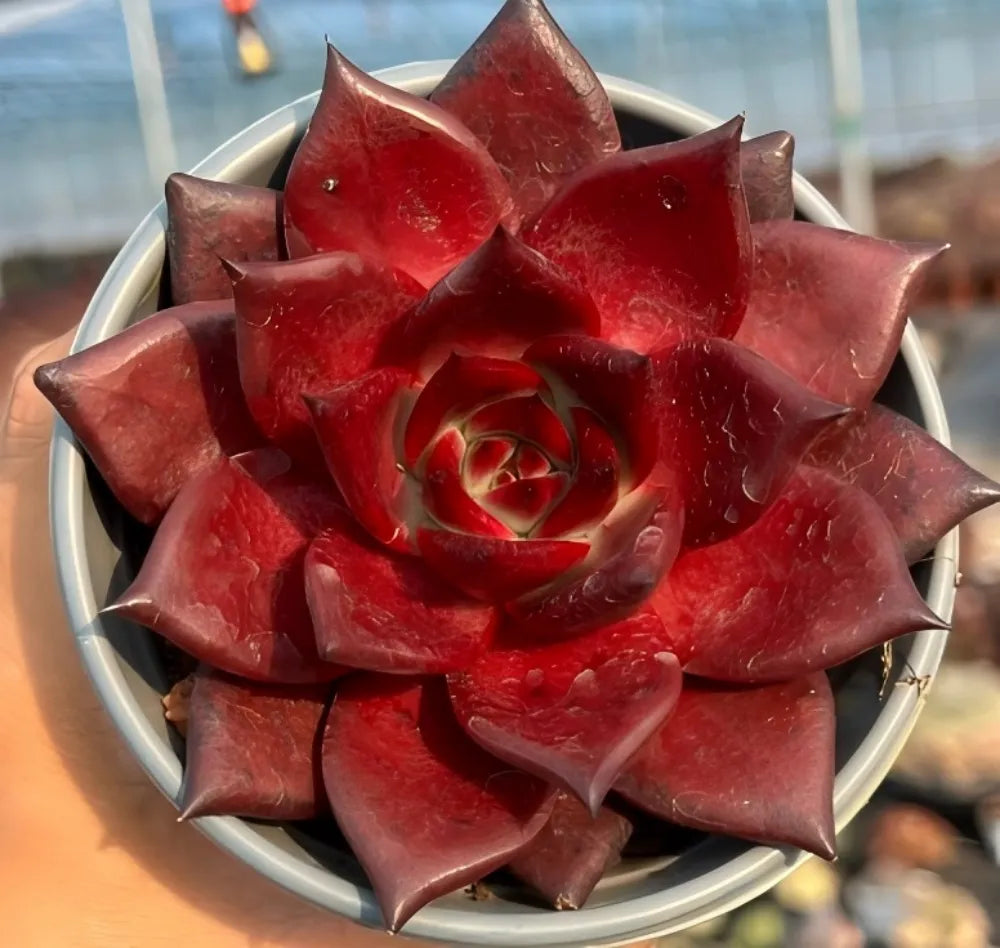 Echeveria Robin Soil Song