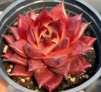 Echeveria succulent close-up in 4-inch pot, red and pink layered rosette