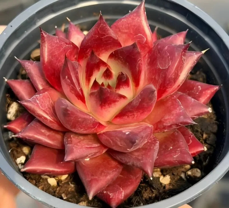 Echeveria succulent close-up in 4-inch pot, red and pink layered rosette