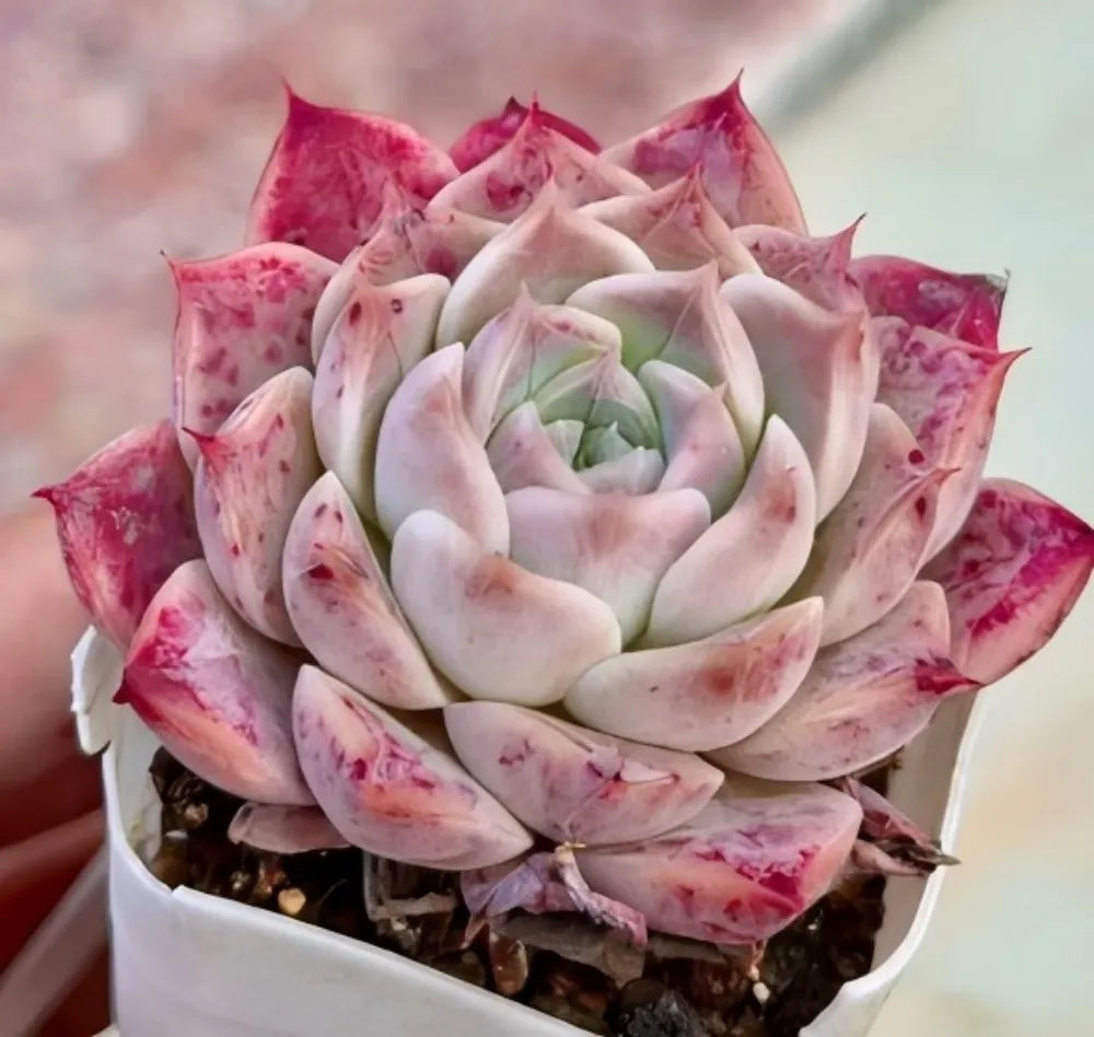 Echeveria Rock Candy succulent rosette with pale leaves and pink speckles in a white pot