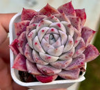 Echeveria Rock Candy succulent rosette with light leaves and pink mottling in a white pot