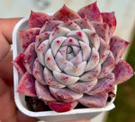 Echeveria Rock Candy Soil Song