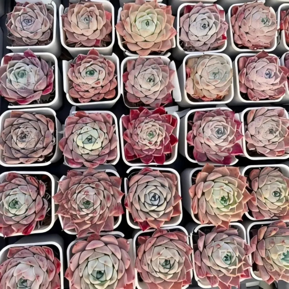Assorted Echeveria Rock Candy succulent rosettes in small square pots