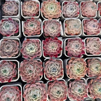 Assorted Echeveria Rock Candy succulent rosettes in small square pots