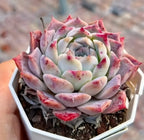 Echeveria Rock Candy succulent rosette with pale and pink-spotted leaves in a white square pot