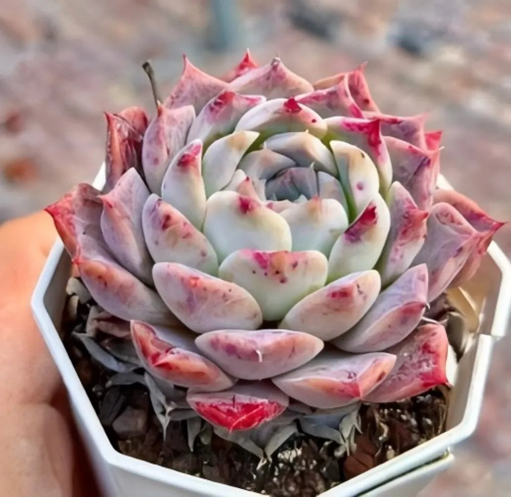 Echeveria Rock Candy Soil Song