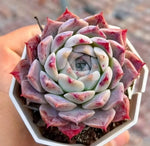 Echeveria Rock Candy Soil Song