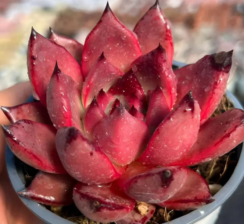 Echeveria succulent rosette in bowl, tall red leaves with speckled dew