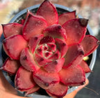 Echeveria succulent rosette with red-maroon pointed leaves, glossy dew droplets