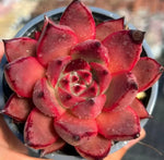 Echeveria Romeo Soil Song