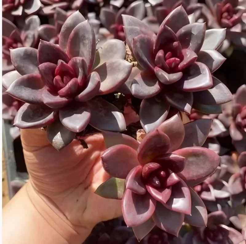 Echeveria succulent with maroon and gray rosette leaves in small terracotta pot