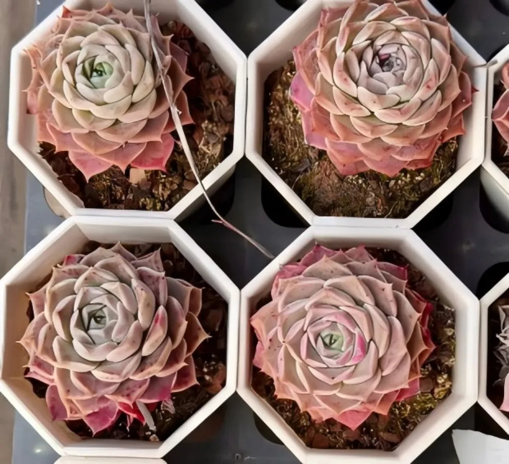 Echeveria Ruby Elf Soil Song