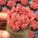 Echeveria Ruby succulent rosette with pink-red fleshy leaves in gray pot