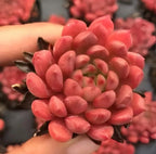 Echeveria Ruby succulent rosette with coral-pink leaves and dark stems