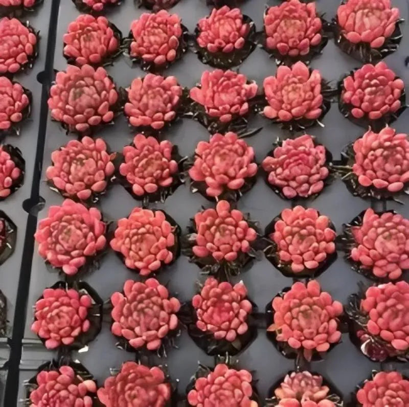 Echeveria Ruby succulent tray of many pink rosette plants with dark bases