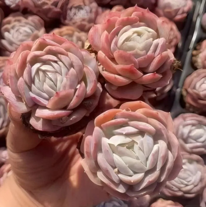 Cream center pink rosette Echeveria succulent in small terracotta pot