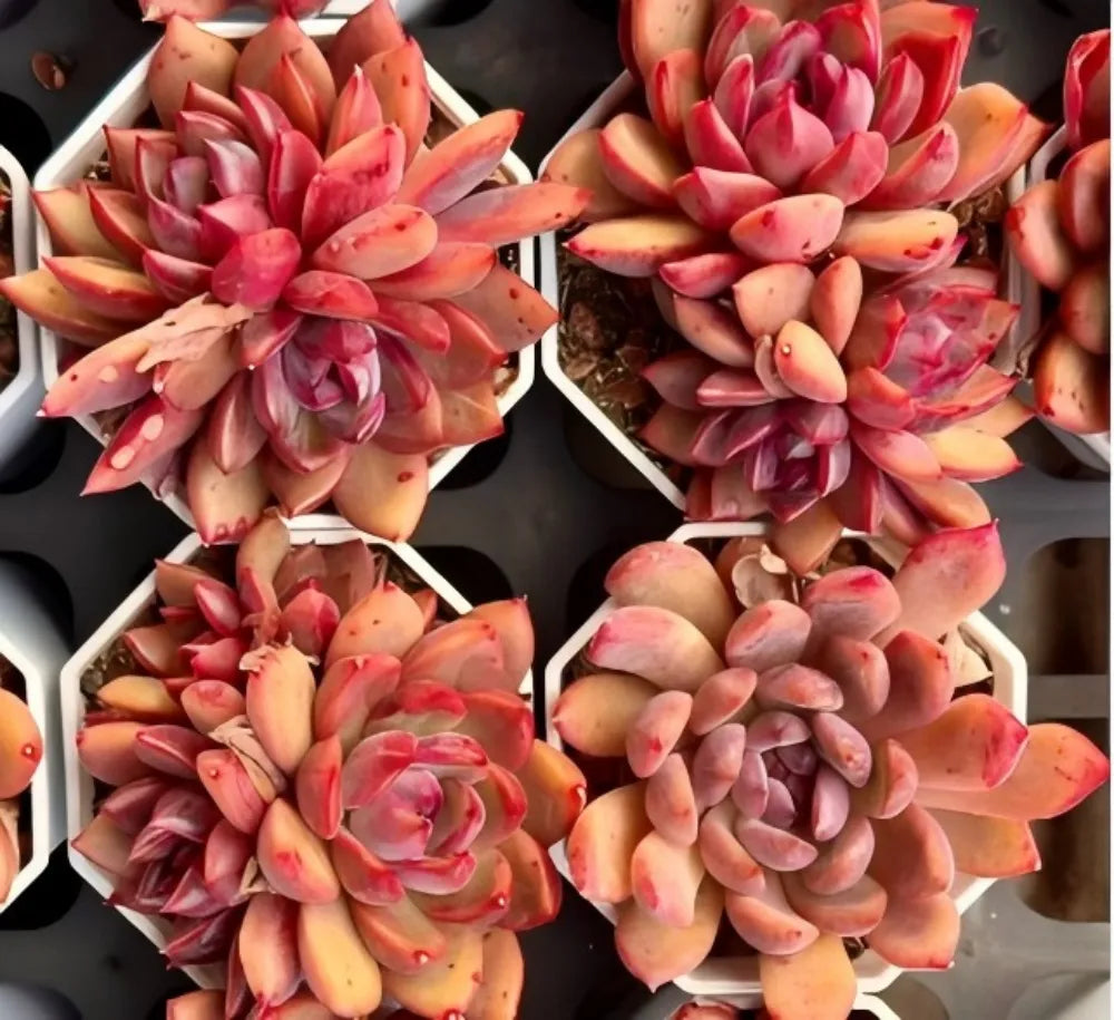 Echeveria Shuting Cluster succulents in white pots, red and peach rosette leaves
