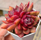 Echeveria Shuting Cluster succulent in white pot with red-orange rosette leaves