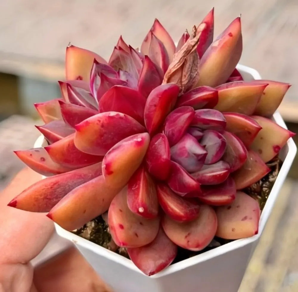 Echeveria Shuting Cluster Soil Song