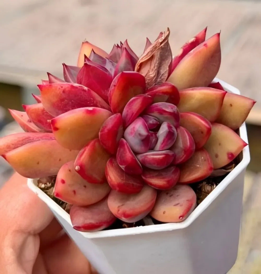Echeveria Shuting Cluster Soil Song