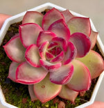 Echeveria Shuting Soil Song