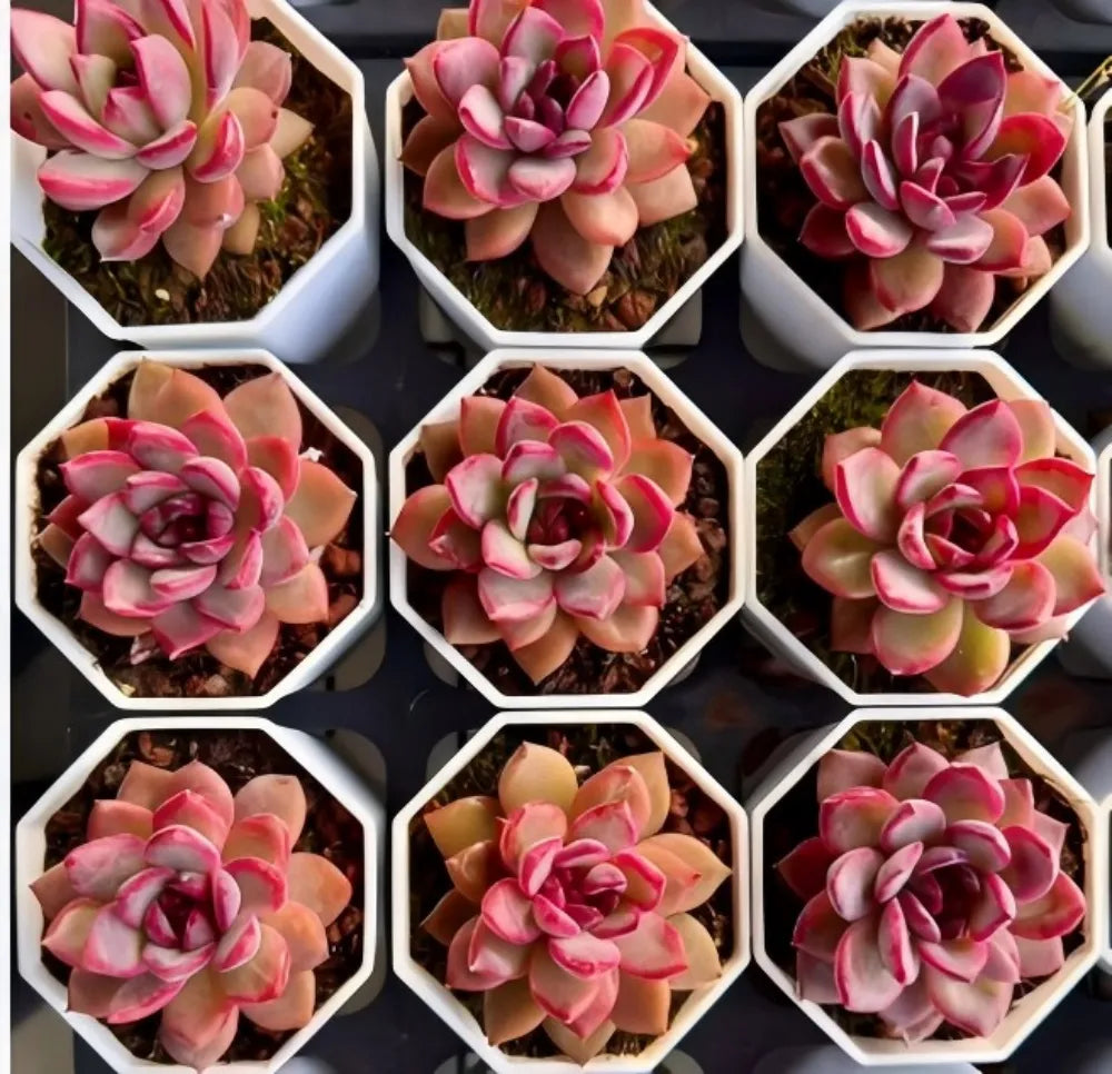 Echeveria succulent rosettes in white hexagonal trays, pink and green leaves