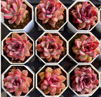 Echeveria succulent rosettes in white hexagonal trays, pink and green leaves