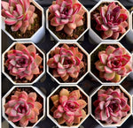 Echeveria Shuting Soil Song