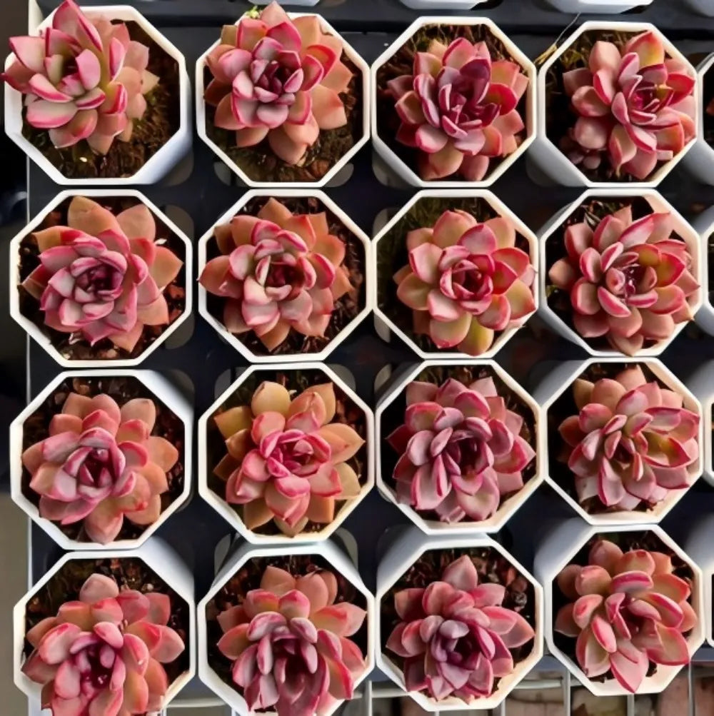 Echeveria succulent rosettes in white trays, magenta and peach-tinted leaves