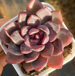 Echeveria Shuting Soil Song