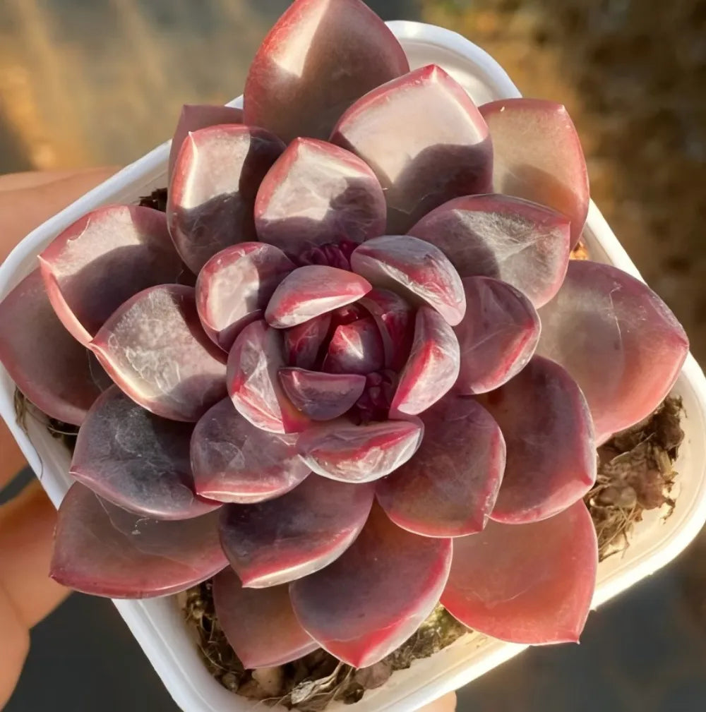 Echeveria Shuting Soil Song