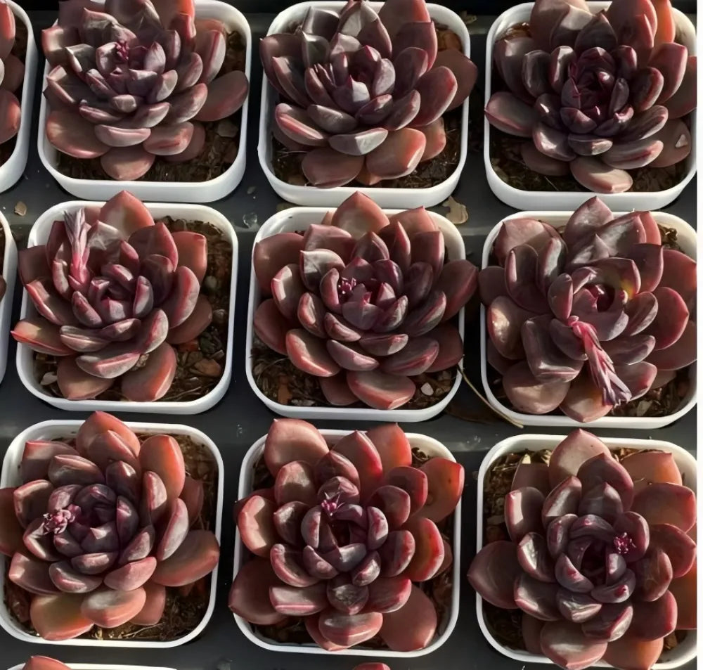 Echeveria succulent rosettes in white trays, deep burgundy leaves
