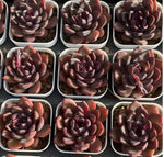 Echeveria Shuting Soil Song