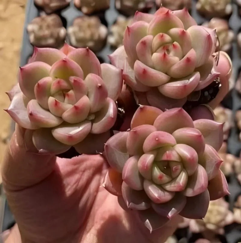 Echeveria succulent rosettes in a 2-inch pot, pink and green clustered