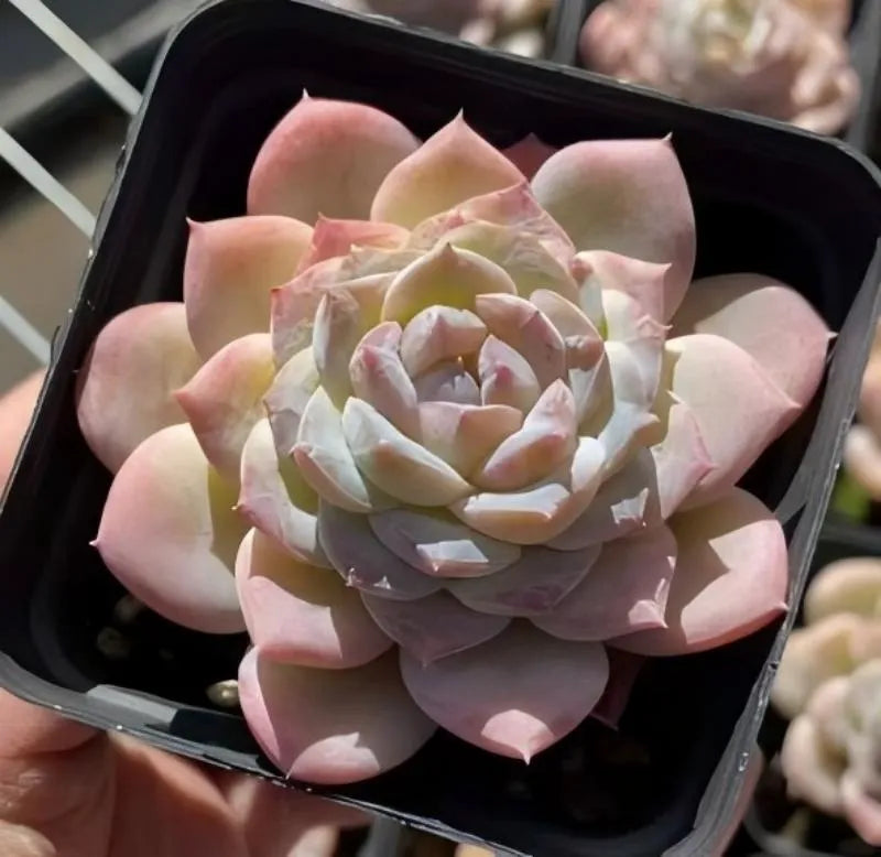 Potted succulent rosette with pale pink, cream, and green leaves in black pot