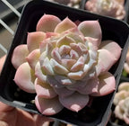 Potted succulent rosette with pale pink, cream, and green leaves in black pot