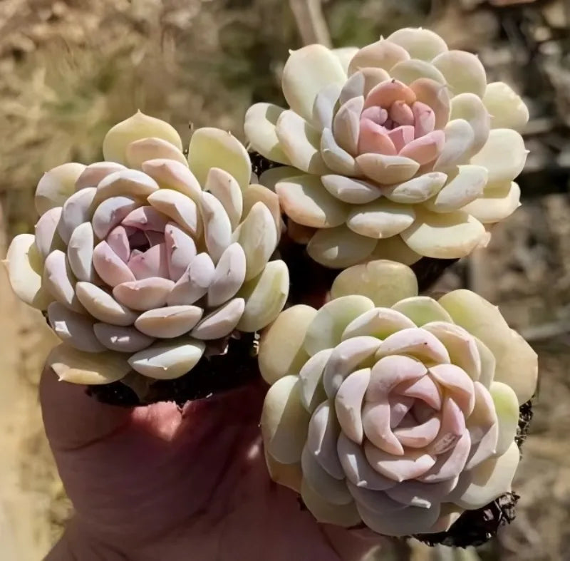 Echeveria rosette succulent in small pots, pale cream rosettes with blush-pink centers