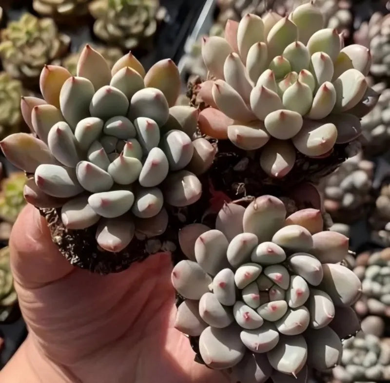 Echeveria succulent rosette in 2-inch pot with pale cream oval leaves and pink tips