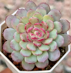 Echeveria rosette succulent with pale green leaves and pink-edged tips in hex pot
