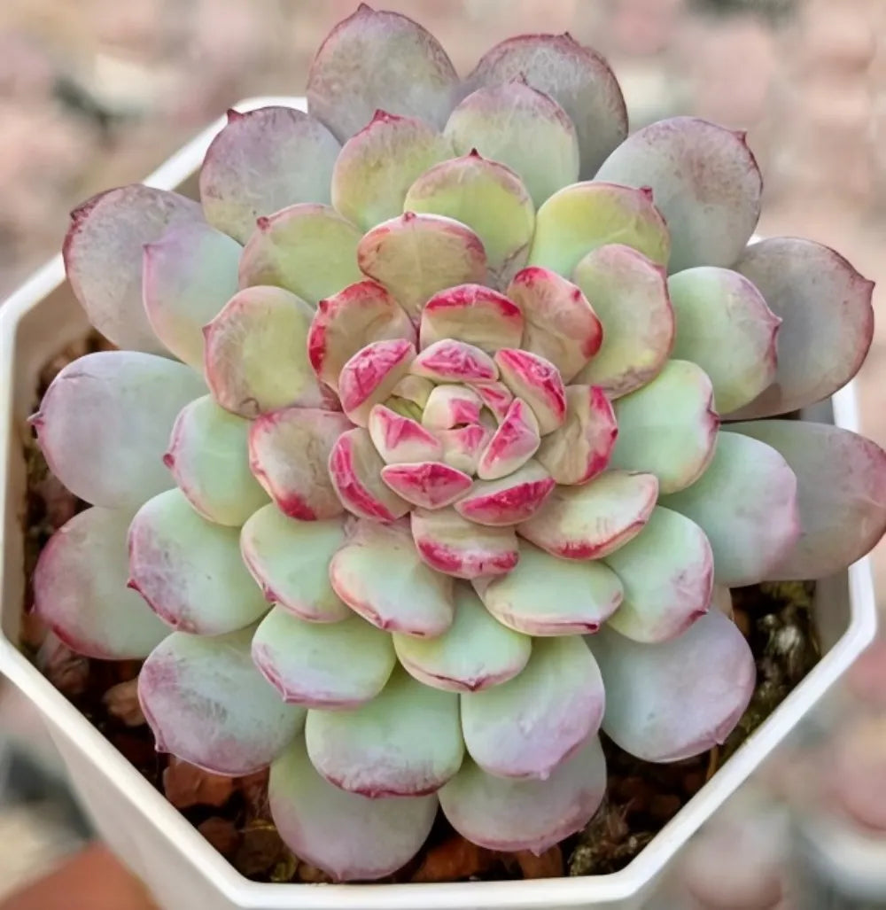 Echeveria Star Dew Soil Song