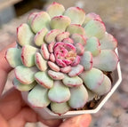 Echeveria rosette succulent with pale green leaves, pink tips, and layered center in hex pot