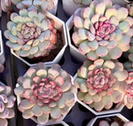 Echeveria Star Dew Soil Song