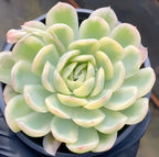 Variegated echeveria rosette in dark pot, cream-edged pale green leaves