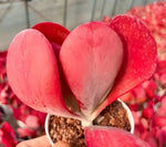 Kalanchoe Thyrsiflora Soil Song