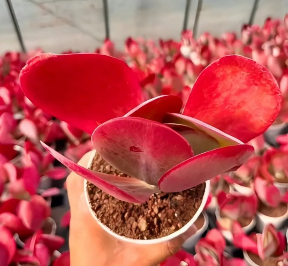 Kalanchoe Thyrsiflora succulent with red fan-shaped leaves in a small pot