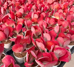 Kalanchoe Thyrsiflora Soil Song