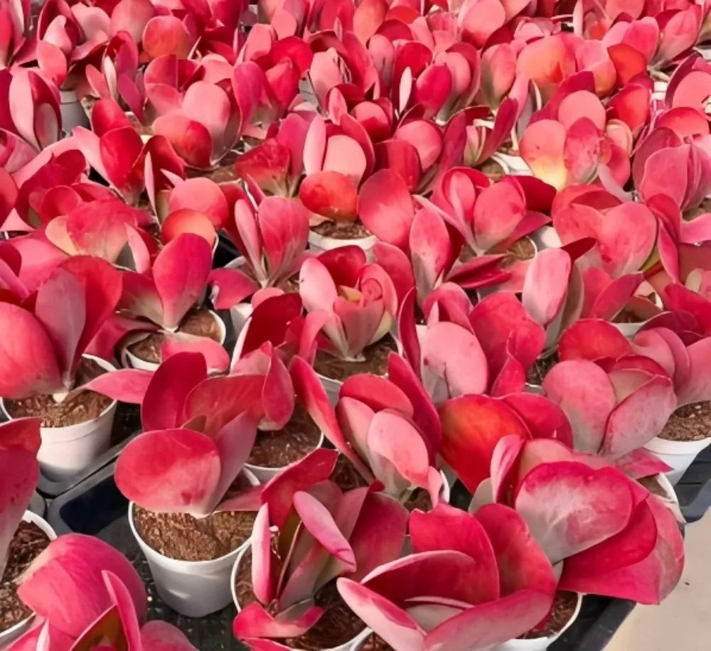 Kalanchoe Thyrsiflora Soil Song